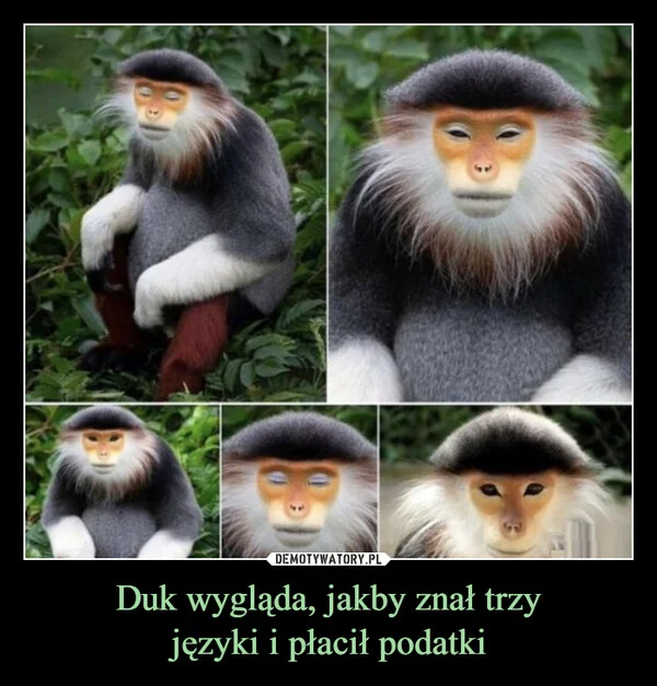 
    Duk wygląda, jakby znał trzy języki i płacił podatki
