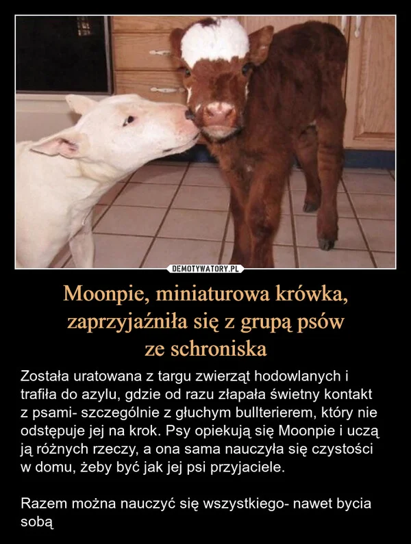 
    Moonpie, miniaturowa krówka, zaprzyjaźniła się z grupą psów ze schroniska