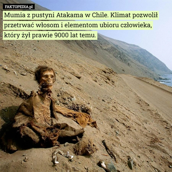 
    Mumia z pustyni Atakama w Chile. Klimat pozwolił przetrwać włosom i elementom...