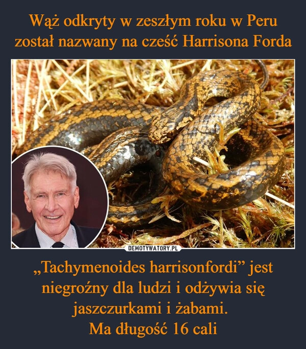 
    Wąż odkryty w zeszłym roku w Peru został nazwany na cześć Harrisona Forda „Tachymenoides harrisonfordi” jest niegroźny dla ludzi i odżywia się jaszczurkami i żabami. 
Ma długość 16 cali