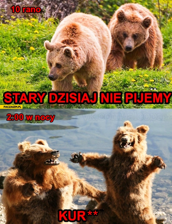 
    10 rano stary dzisiaj nie pijemy, 2 w nocy niedźwiedzie