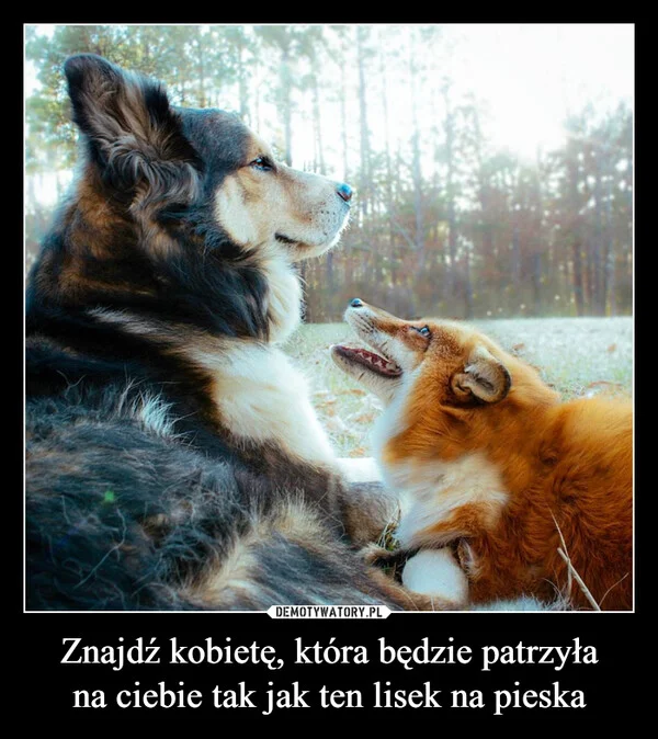 
    Znajdź kobietę, która będzie patrzyła na ciebie tak jak ten lisek na pieska