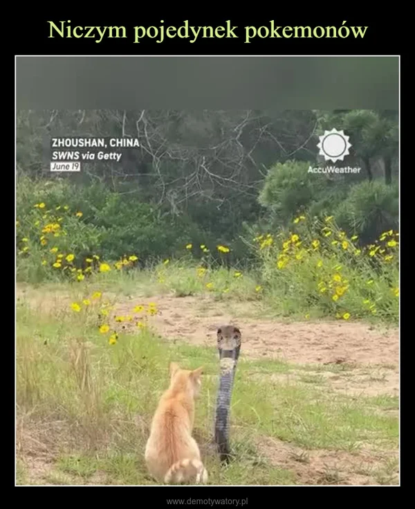 
    Niczym pojedynek pokemonów