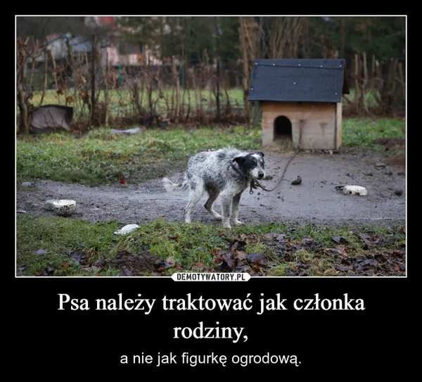 
    Psa należy traktować jak członka rodziny,