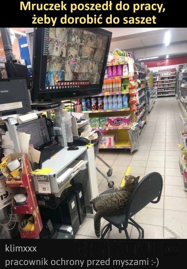 
    Kot