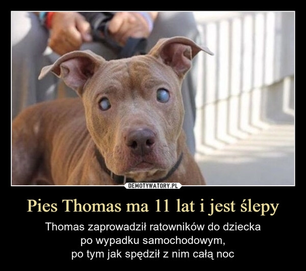 
    Pies Thomas ma 11 lat i jest ślepy