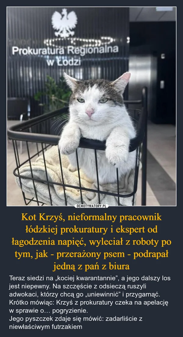 
    Kot Krzyś, nieformalny pracownik łódzkiej prokuratury i ekspert od łagodzenia napięć, wyleciał z roboty po tym, jak - przerażony psem - podrapał jedną z pań z biura