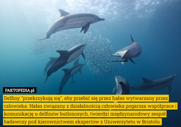 
    Delfiny "przekrzykują się", aby przebić się przez hałas wytwarzany