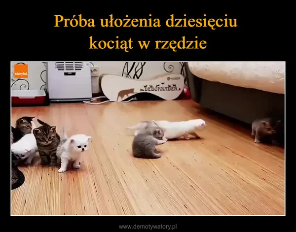 Próba ułożenia dziesięciu kociąt w rzędzie