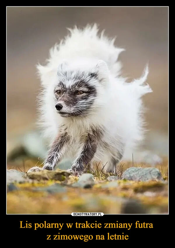 
    Lis polarny w trakcie zmiany futra z zimowego na letnie