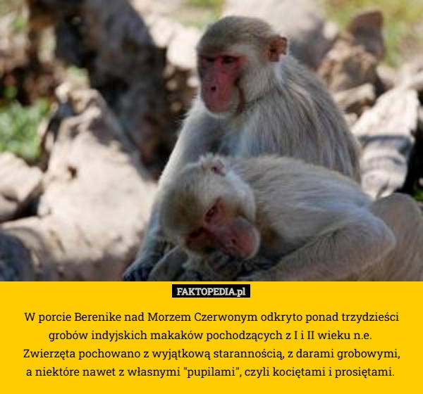 
     W porcie Berenike nad Morzem Czerwonym odkryto ponad trzydzieści grobów