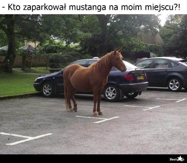 
    Zajęte miejsce 