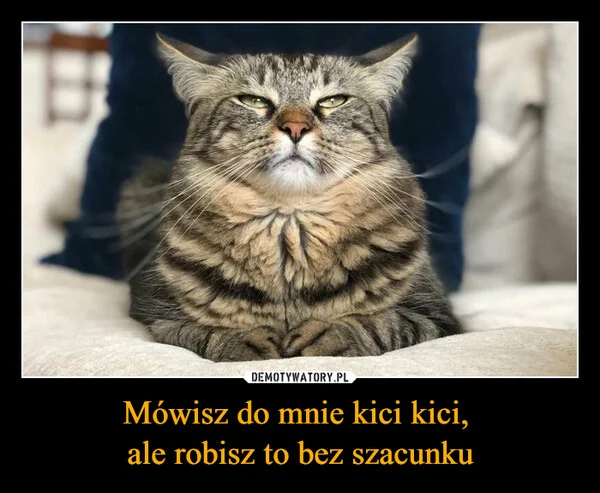 Mówisz do mnie kici kici, ale robisz to bez szacunku