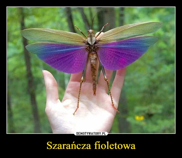 
    Szarańcza fioletowa