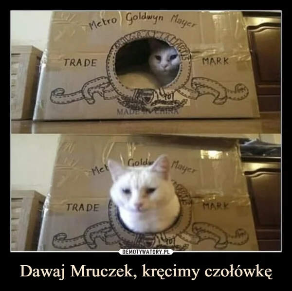 
    Dawaj Mruczek, kręcimy czołówkę