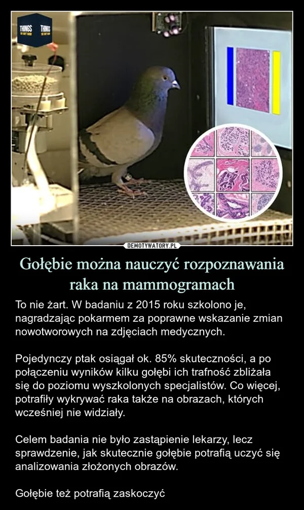 
    Gołębie można nauczyć rozpoznawania raka na mammogramach