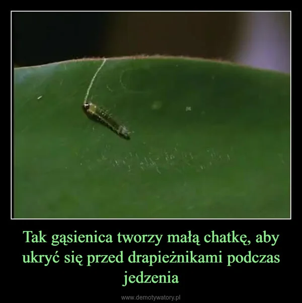 
    Tak gąsienica tworzy małą chatkę, aby ukryć się przed drapieżnikami podczas jedzenia