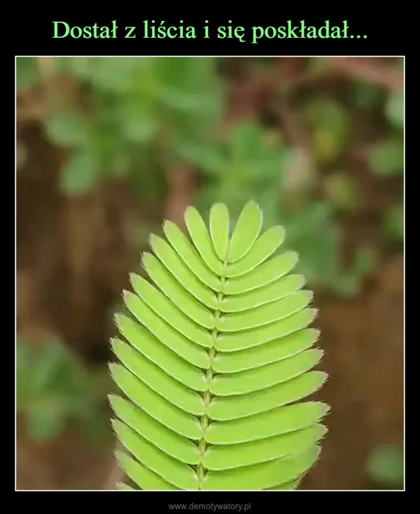 
    Dostał z liścia i się poskładał...