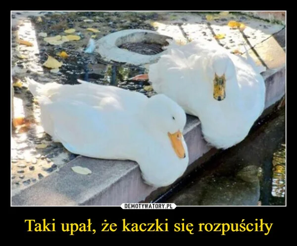 Taki upał, że kaczki się rozpuściły