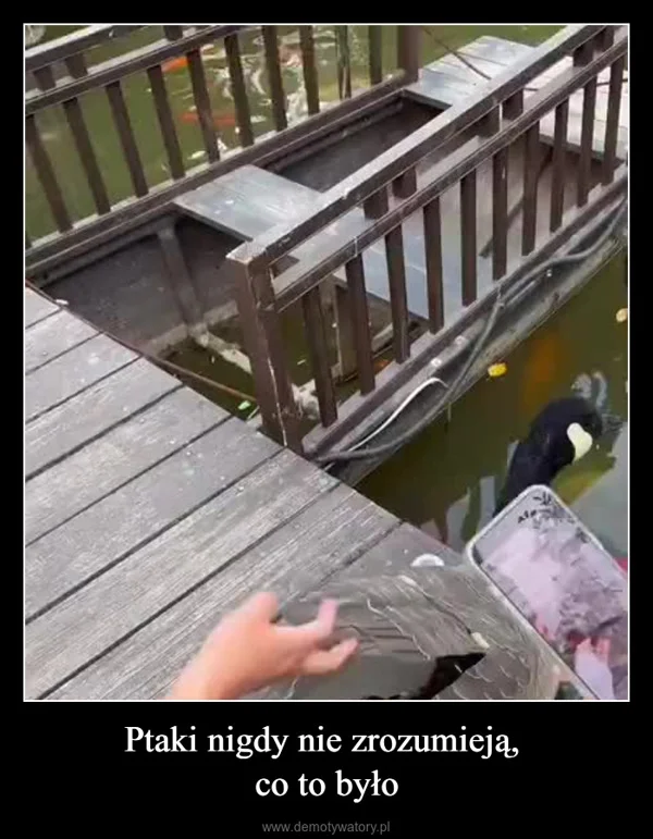 
    Ptaki nigdy nie zrozumieją, co to było