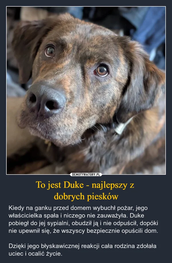 To jest Duke - najlepszy z dobrych piesków