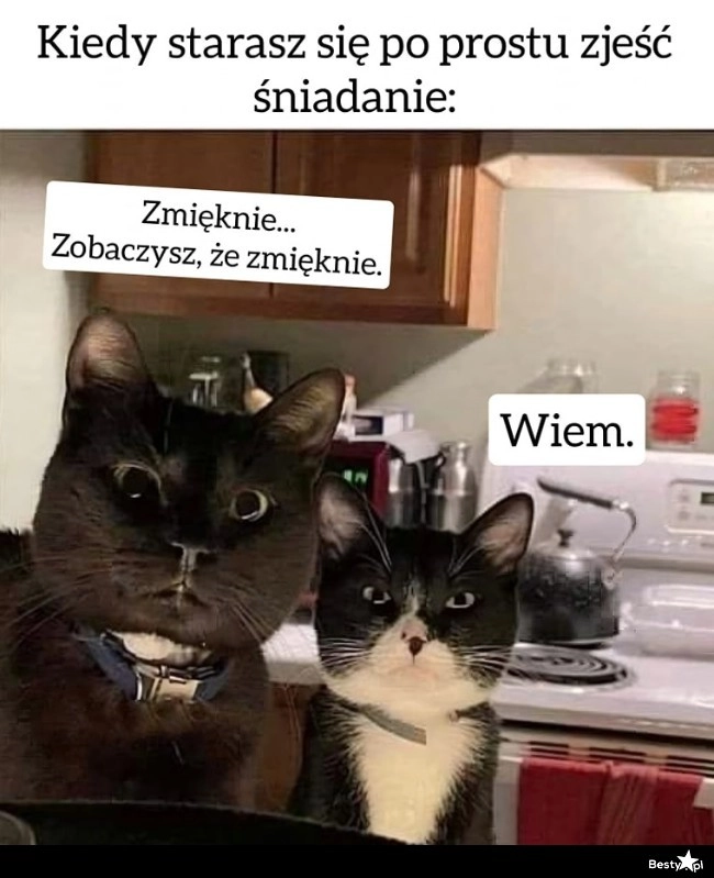 
    Życie z kotami 