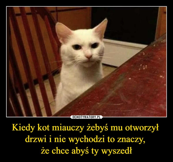 
    Kiedy kot miauczy żebyś mu otworzył 
drzwi i nie wychodzi to znaczy, 
że chce abyś ty wyszedł