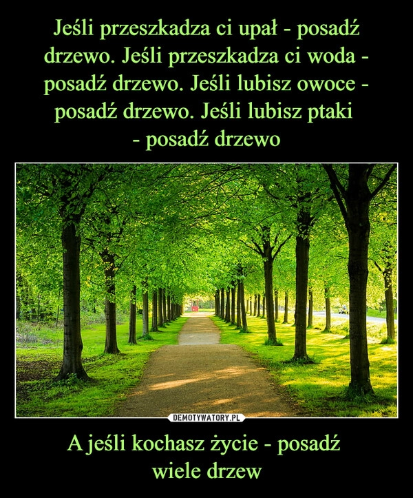 
    Jeśli przeszkadza ci upał - posadź drzewo. Jeśli przeszkadza ci woda - posadź drzewo. Jeśli lubisz owoce - posadź drzewo. Jeśli lubisz ptaki 
- posadź drzewo A jeśli kochasz życie - posadź 
wiele drzew