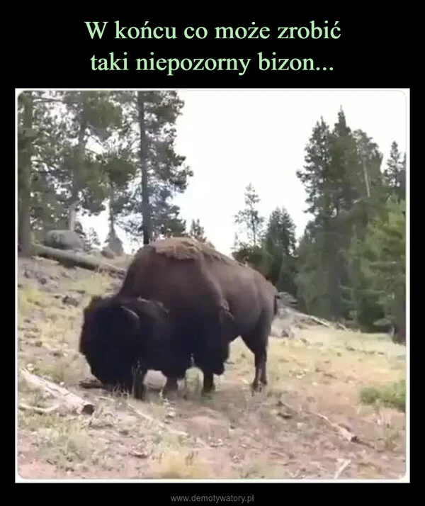 
    W końcu co może zrobić taki niepozorny bizon...