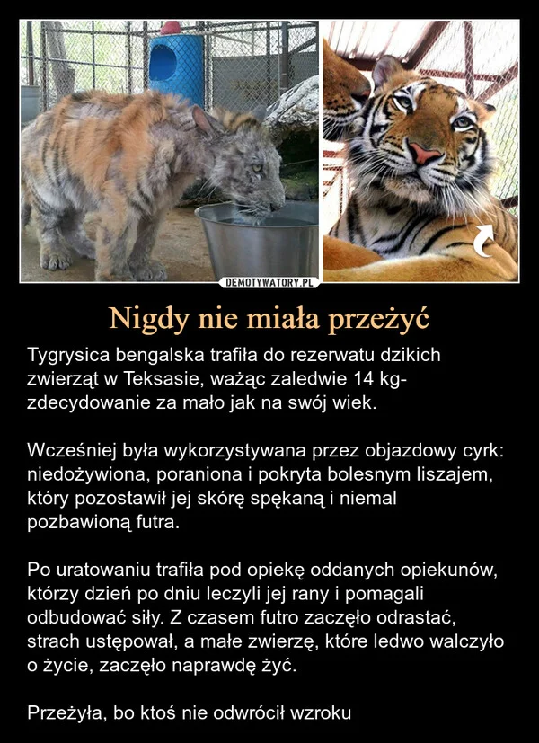 
    Nigdy nie miała przeżyć