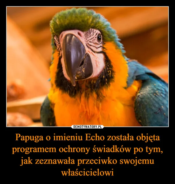 
    Papuga o imieniu Echo została objęta programem ochrony świadków po tym, jak zeznawała przeciwko swojemu właścicielowi