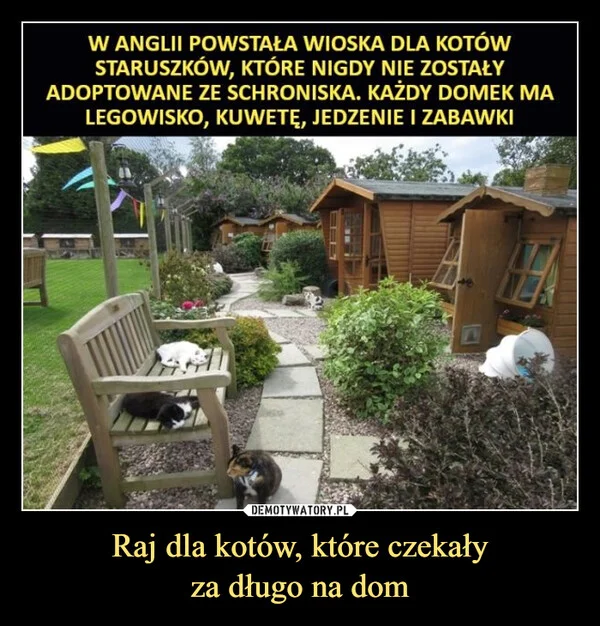 
    Raj dla kotów, które czekały za długo na dom