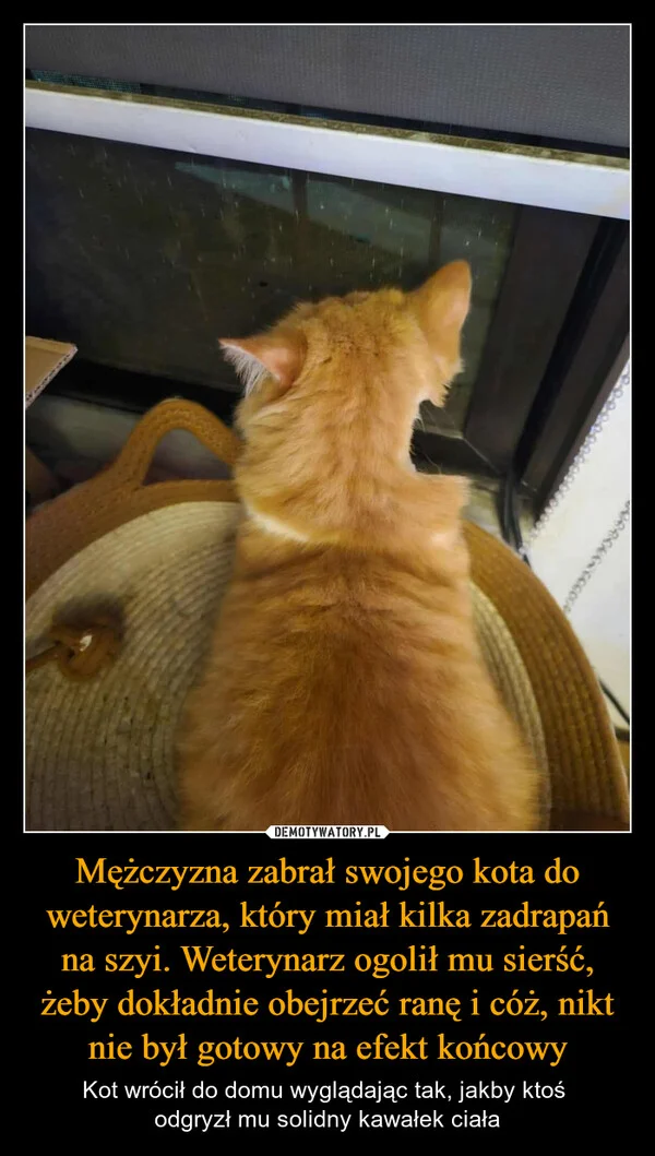 
    Mężczyzna zabrał swojego kota do weterynarza, który miał kilka zadrapań na szyi. Weterynarz ogolił mu sierść, żeby dokładnie obejrzeć ranę i cóż, nikt nie był gotowy na efekt końcowy