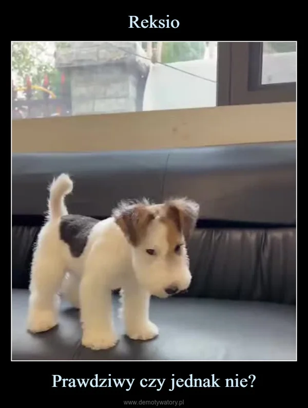 
    Reksio Prawdziwy czy jednak nie?
