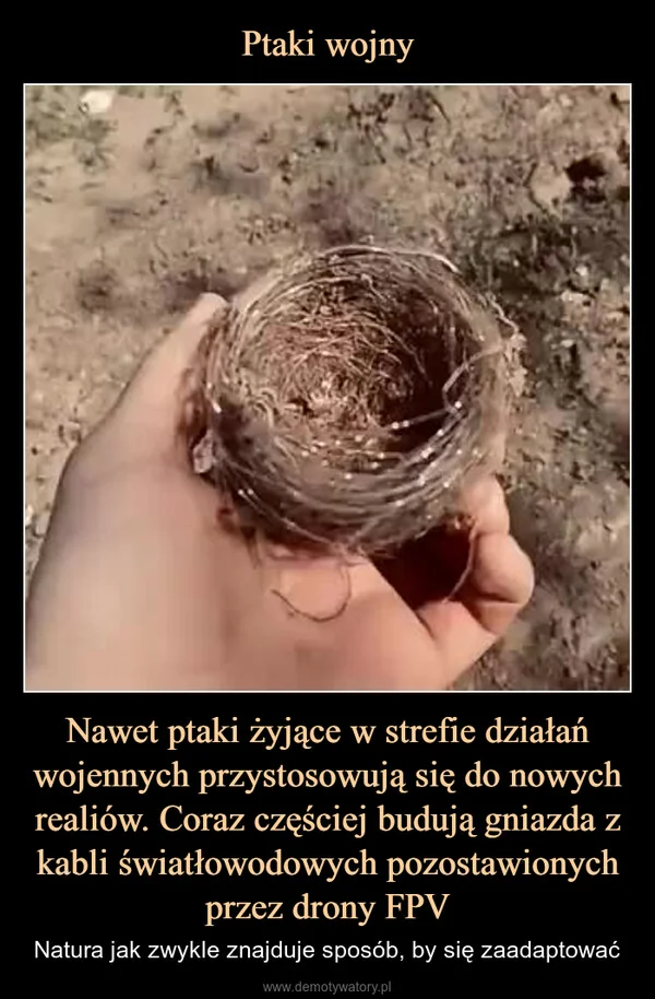 Ptaki wojny Nawet ptaki żyjące w strefie działań wojennych przystosowują się do nowych realiów. Coraz częściej budują gniazda z kabli światłowodowych pozostawionych przez drony FPV