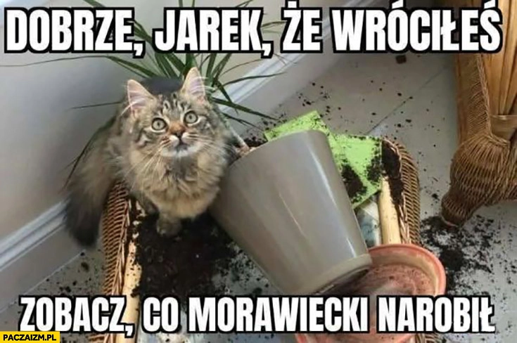
    Kot doniczka dobrze Jarek, że wróciłeś zobacz co Morawiecki narobił