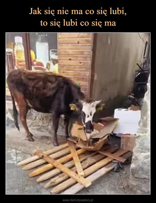 
    Jak się nie ma co się lubi, to się lubi co się ma