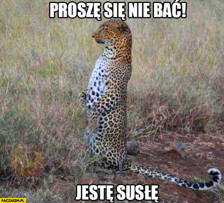 
    Proszę się nie bać jestem susłem gepard