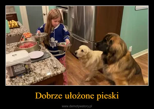 Dobrze ułożone pieski