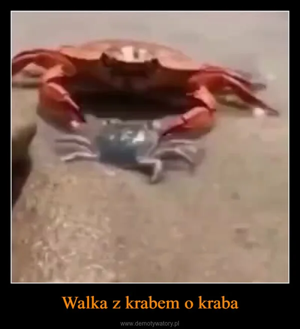 
    Walka z krabem o kraba
