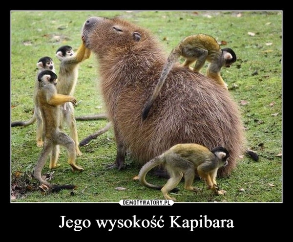 
    Jego wysokość Kapibara