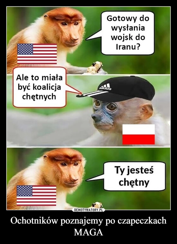 
    Ochotników poznajemy po czapeczkach MAGA