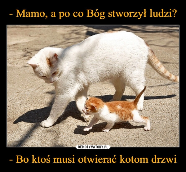 
    - Mamo, a po co Bóg stworzył ludzi? - Bo ktoś musi otwierać kotom drzwi 