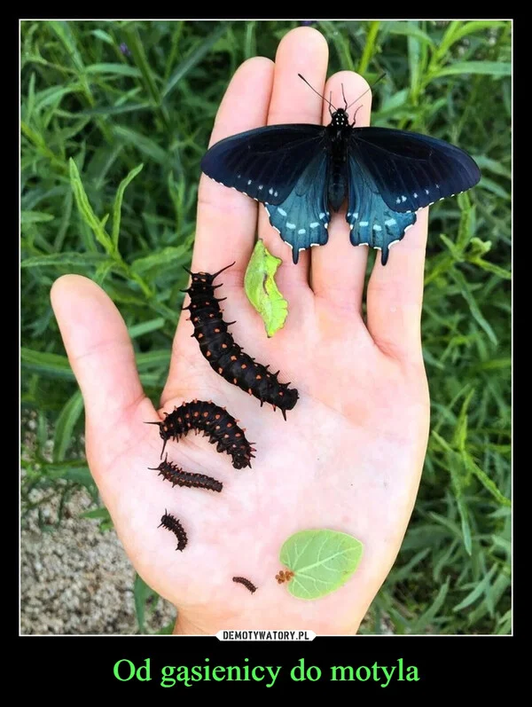 
    Od gąsienicy do motyla