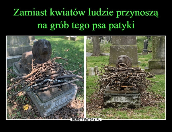 
    Zamiast kwiatów ludzie przynoszą na grób tego psa patyki