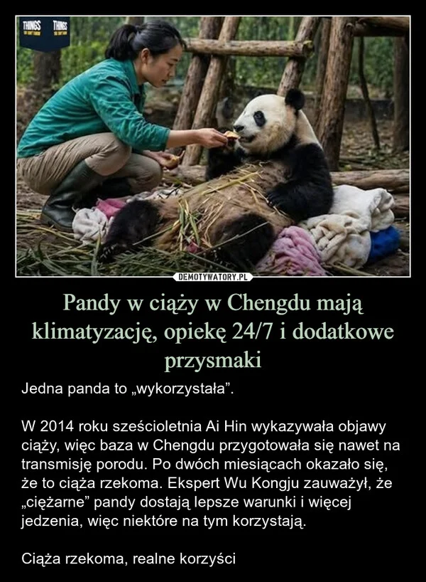 
    Pandy w ciąży w Chengdu mają klimatyzację, opiekę 24/7 i dodatkowe przysmaki