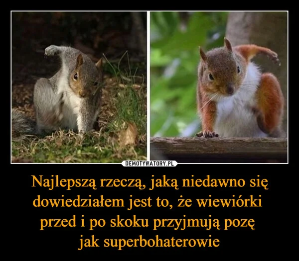 
    Najlepszą rzeczą, jaką niedawno się dowiedziałem jest to, że wiewiórki przed i po skoku przyjmują pozę jak superbohaterowie