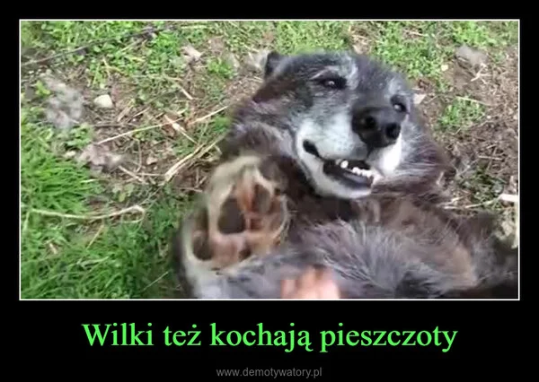 
    Wilki też kochają pieszczoty