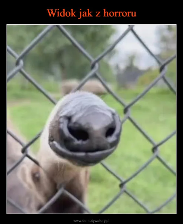 
    Widok jak z horroru