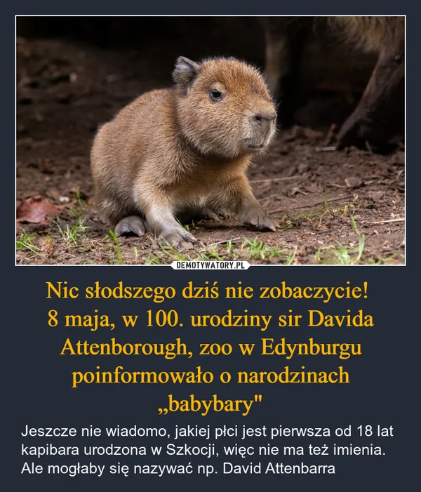 
    Nic słodszego dziś nie zobaczycie! 8 maja, w 100. urodziny sir Davida Attenborough, zoo w Edynburgu poinformowało o narodzinach „babybary